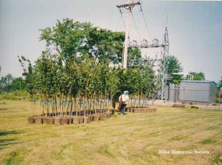 New trees ready to be planted in cemetery.