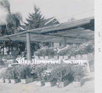 ) View of shaded area where plants for sale were protected from summer sun.