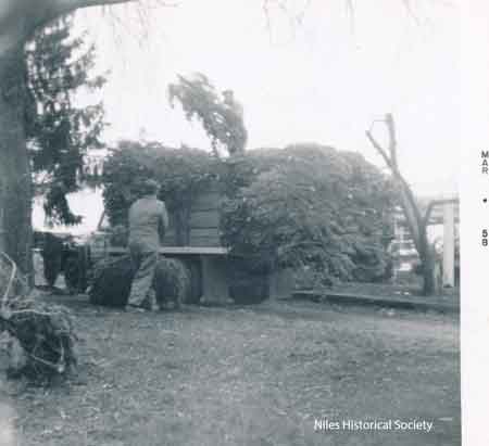 During the off-season, Phyllis' Dad would purchase Christmas trees to be sold. Photo developed March 1957, so this picture would have been taken during the Christmas season of 1957.