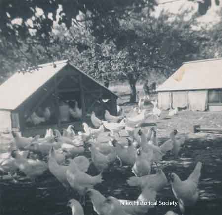 Chicken coops on the farm